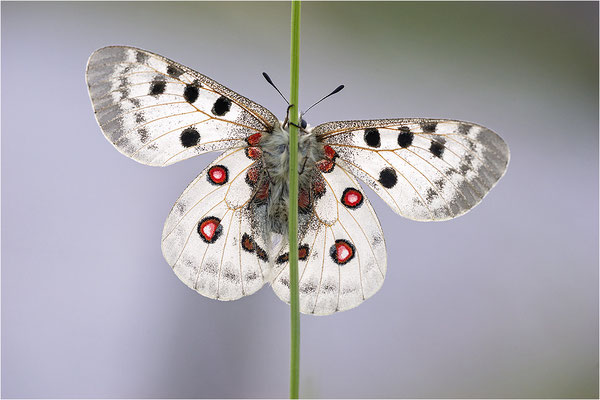 Roter Apollo (Parnassius apollo calmensis), Schweiz, Kanton Fribourg