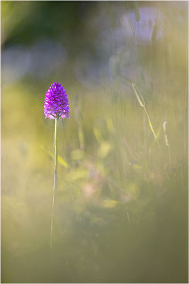 Pyramiden-Hundswurz (Anacamptis pyramidalis), Piemont, Italien