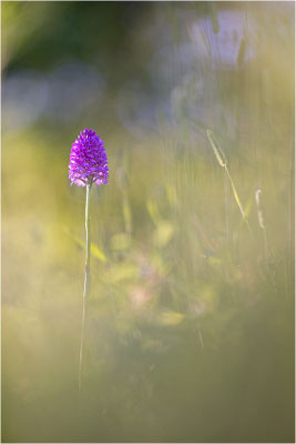 Pyramiden-Hundswurz (Anacamptis pyramidalis), Piemont, Italien