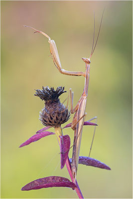 Europäische Gottesanbeterin (Mantis religiosa), Männchen, Deutschland, Baden-Württemberg