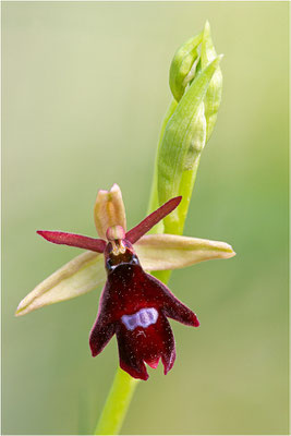 Ophrys x royanensis (=drumana x insectifera), Frankreich, Dep. Isere