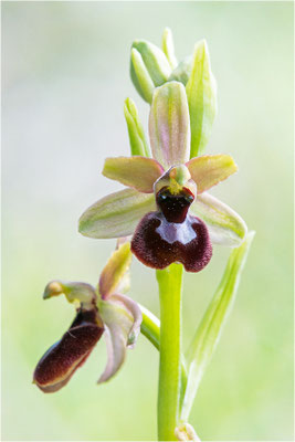 Hybride Drôme-Ragwurz und Spinnen-Ragwurz (Ophrys drumana x Ophrys sphegodes), Frankreich, Dep. Isere