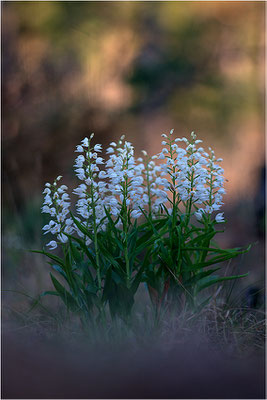 Schwertblättriges Waldvöglein (Cephalanthera longifolia), Schweden,  Farö