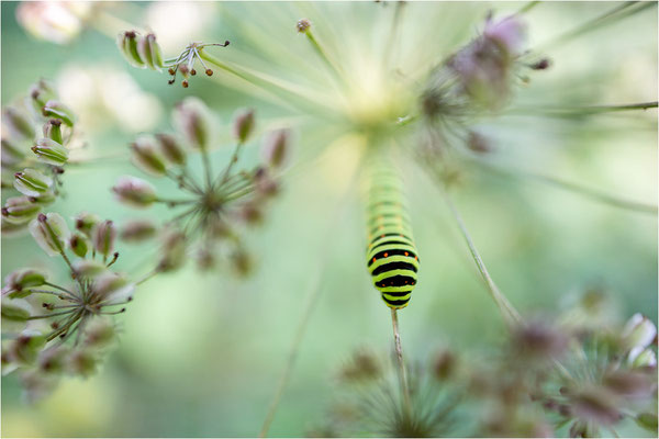 Schwalbenschwanz (Papilio machaon)