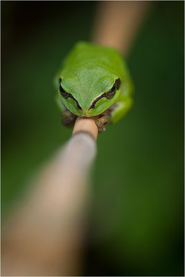 Laubfrosch (Hyla arborea), Deutschland, Baden-Württemberg