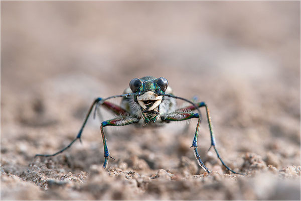 Dünen-Sandlaufkäfer (Cicindela transversalis pseudoriparia), Deutschland, Baden-Württemberg