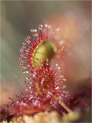 Rundblättriger Sonnentau (Drosera rotundifolia), Schweden, Värmland