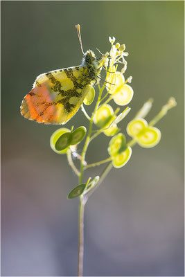 Gelber Aurorafalter (Anthocharis euphenoides), Männchen, Frankreich, Ardèche