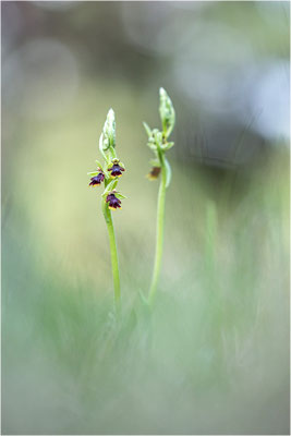 Ophrys aymoninii