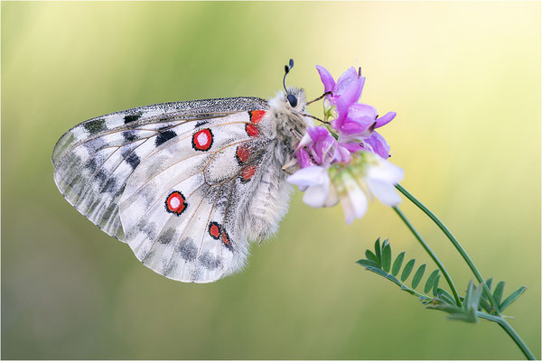 Roter Apollo (Parnassius apollo testoutensis), Frankreich, Dep. Savoie