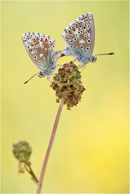 Himmelblauer Bläuling (Polyommatus bellargus), Paarung, Deutschland, Baden-Württemberg