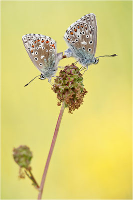Himmelblauer Bläuling (Polyommatus bellargus), Paarung, Deutschland, Baden-Württemberg