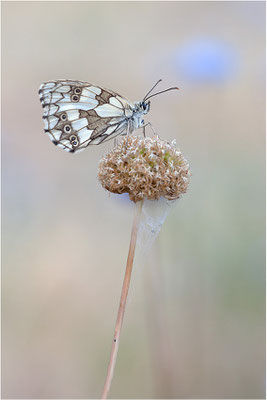 Schachbrettfalter (Melanargia galathea), Weibchen, Frankreich, Ardèche