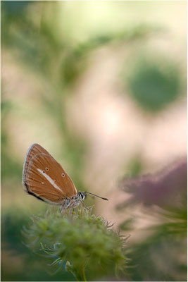 Weißdolch-Bläuling (Polyommatus damon), Weibchen, Schweiz, Wallis