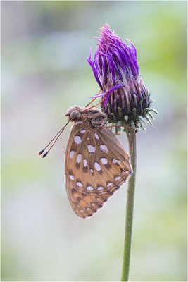 Großer Perlmutterfalter (Argynnis aglaja), Italien, Region Aostatal, 2000m