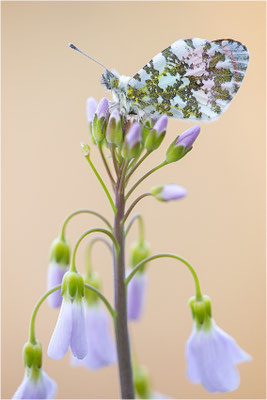Aurorafalter (Anthocharis cardamines), Männchen, Deutschland, Baden-Württemberg