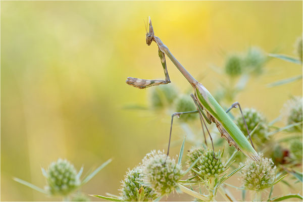 Hauben-Fangschrecke (Empusa pennata), Weibchen, Frankreich, Drôme