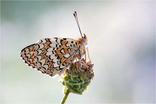 Flockenblumen-Scheckenfalter (Melitaea phoebe), Frankreich, Savoie