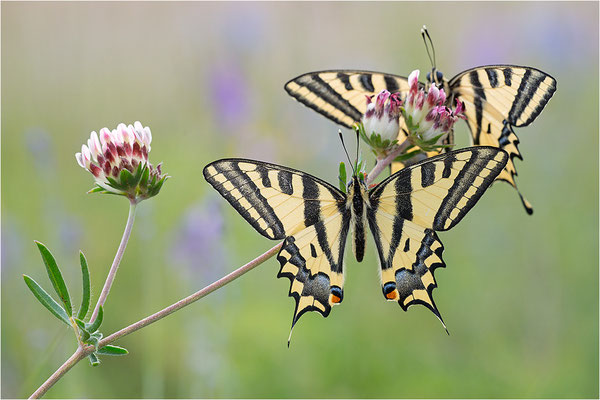 Südlicher Schwalbenschwanz (Papilio alexanor destelensis), Männchen, Frankreich, Var