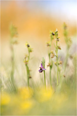 Drôme-Ragwurz (Ophrys drumana), Frankreich, Dep. Drôme