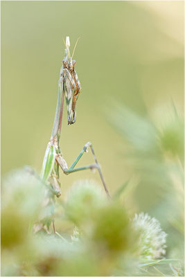 Hauben-Fangschrecke (Empusa pennata), Weibchen, Frankreich, Drôme