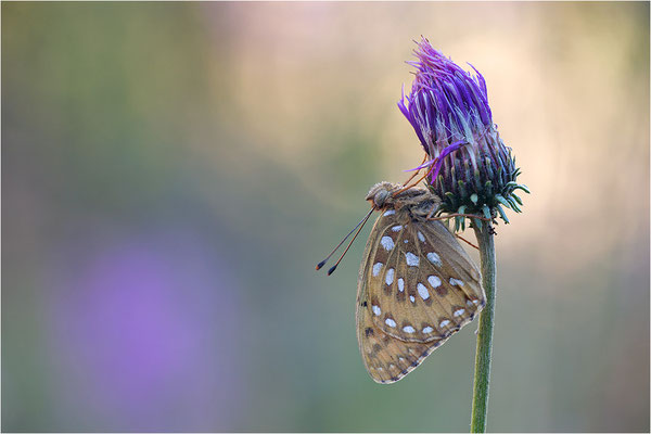 Großer Perlmutterfalter (Argynnis aglaja), Italien, Region Aostatal, 2000m