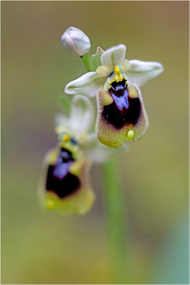 Norman´s Ragwurz (Ophrys normanii)