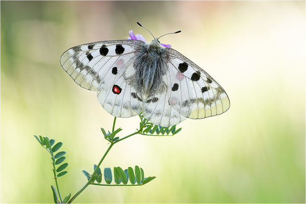 Roter Apollo (Parnassius apollo testoutensis), Frankreich, Dep. Savoie