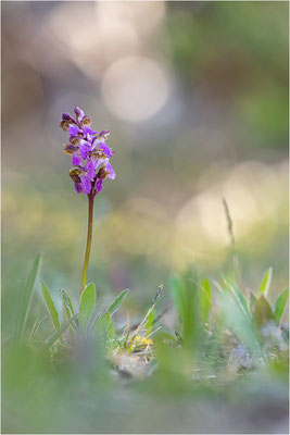 Spitzels Knabenkraut (Orchis spitzelii), Schweden, Gotland