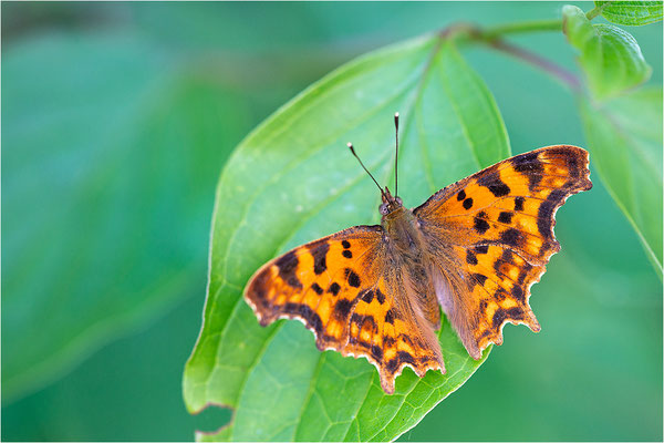 C-Falter (Polygonia c-album), Deutschland, Baden-Württemberg
