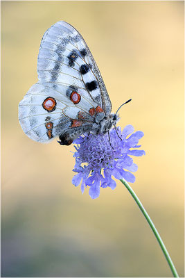 Roter Apollo (Parnassius apollo nivatus), Frankreich, Dep. Jura