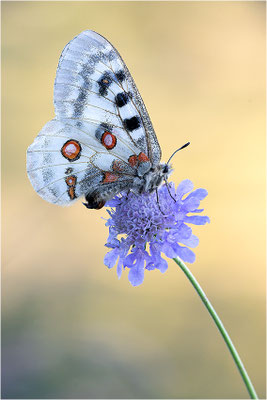 Roter Apollo (Parnassius apollo nivatus), Frankreich, Dep. Jura
