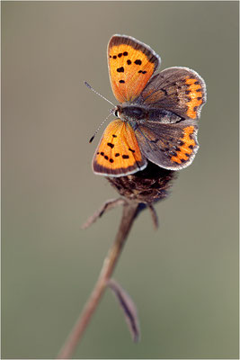 Kleiner Feuerfalter (Lycaena phlaeas), Deutschland, Baden-Württemberg