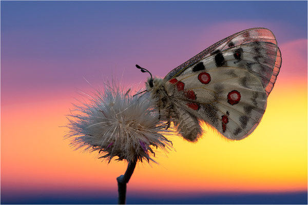 Roter Apollo (Parnassius apollo nivatus), Frankreich, Dep. Jura