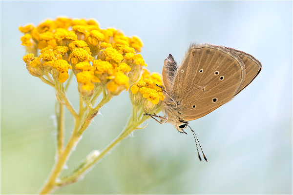 Piedmont-Bläuling (Polyommatus humedasae), Italien, Aosta