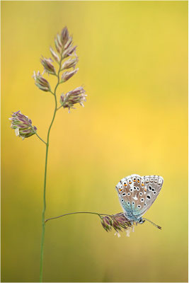 Himmelblauer Bläuling (Polyommatus bellargus), Weibchen, Deutschland, Baden-Württemberg