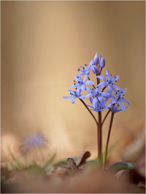 Zweiblättriger Blaustern (Scilla bifolia), Deutschland, Baden-Württemberg