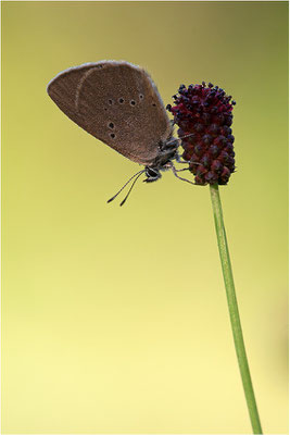 Dunkler Wiesenknopf-Ameisenbläuling (Phengaris nausithous), Deutschland, Baden-Württemberg