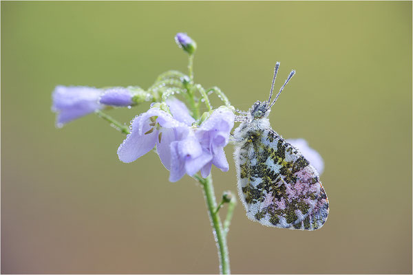 Aurorafalter (Anthocharis cardamines), Männchen, Deutschland, Baden-Württemberg