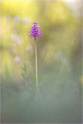 Affen-Knabenkraut (Orchis simia), Frankreich, Drôme