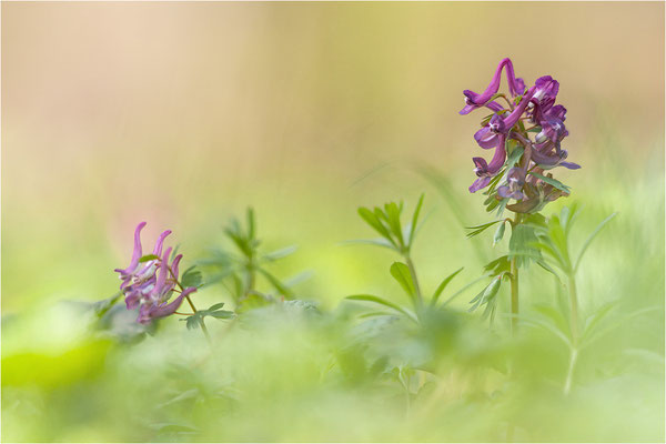 Gefingerter Lerchensporn (Corydalis solida), Deutschland, Baden-Württemberg