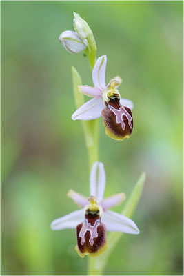 Ophrys splendida, Var