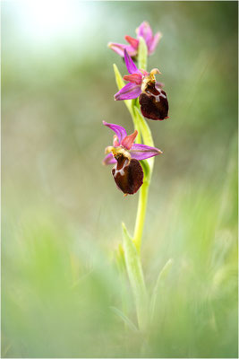 Moris Ragwurz (Ophrys morisii)