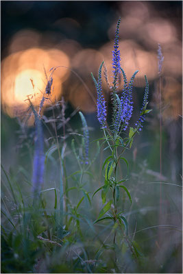 Langblättriger Ehrenpreis (Veronica longifolia), Deutschland, Baden-Württemberg