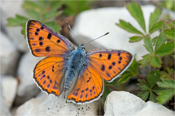 Violetter Feuerfalter (Lycaena alciphron gordius), Männchen, Frankreich, Haute Alps, 1300m