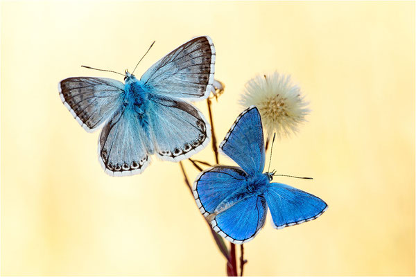 Spanischer Bläuling (Polyommatus hispana) und Himmelblauer Bläuling (Polyommatus bellargus), Männchen, Spanien, Pyrenäen, Prov. Lleida
