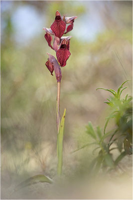 Herzförmiger Zungenstendel (Serapias cordigera), Korsika