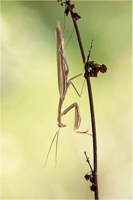 Europäische Gottesanbeterin (Mantis religiosa), Männchen, Deutschland, Baden-Württemberg