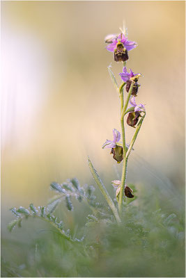 Hummel-Ragwurz (Ophrys fuciflora), Südlicher Oberrhein, Baden-Württemberg