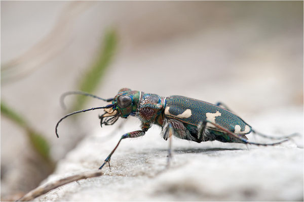Dünen-Sandlaufkäfer (Cicindela transversalis transversalis), Schweiz, Kanton Wallis
